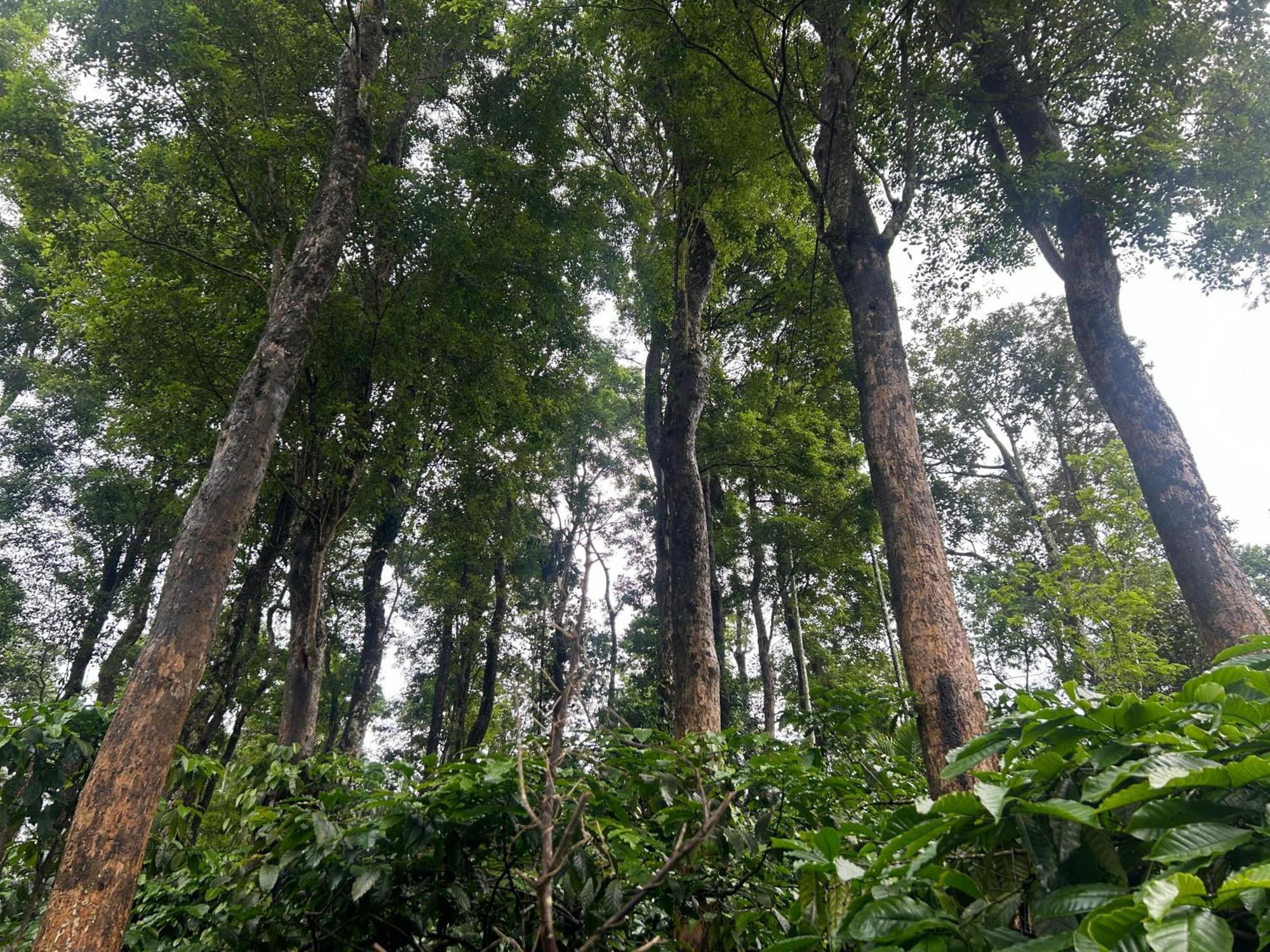 Sylvan Resort Wayanad Exteriér fotografie