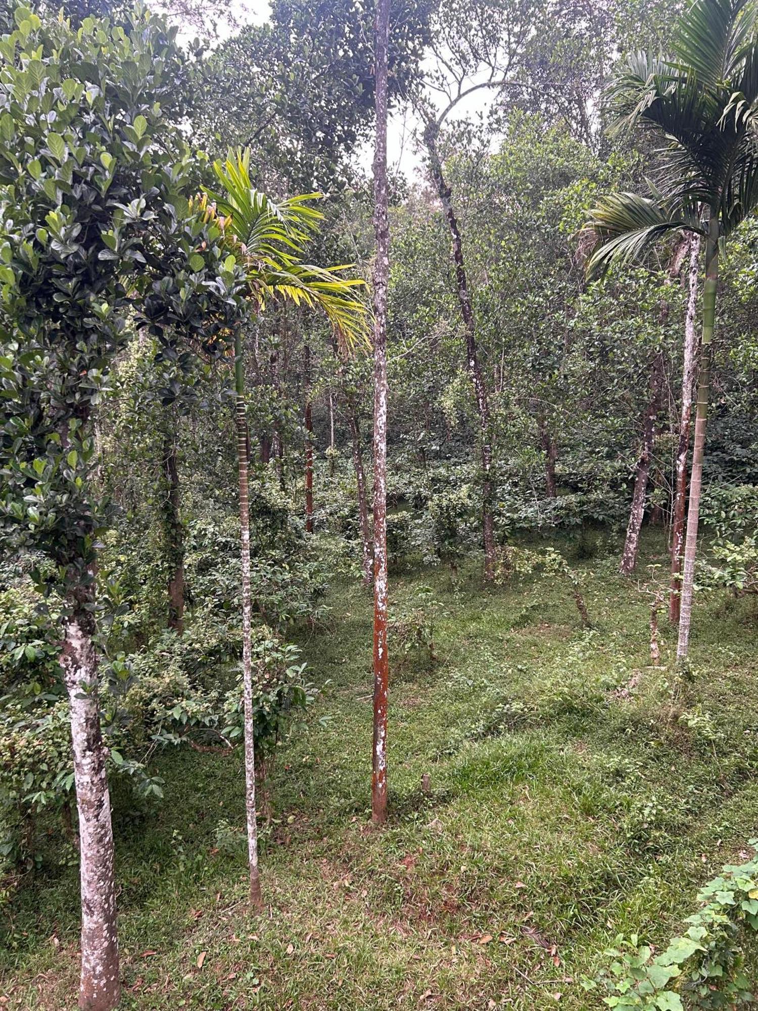 Sylvan Resort Wayanad Exteriér fotografie